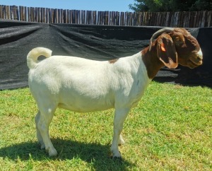 1X BOER GOAT PREGNANT FLOCK DOE KARSTEN BOERDERY