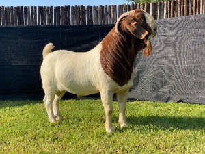 WITHDRAWN - 1X BOER GOAT BUCK KARSTEN BOERDERY