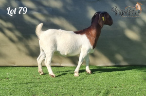 1X BOER GOAT FLOCK ON COLOUR DOE BOOYSEN BOERDERY