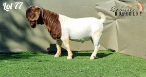 1X BOER GOAT FLOCK BUCK BOOYSEN BOERDERY