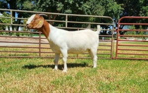 1X BOER GOAT FLOCK DOE LJ DU RAAN & SEUNS