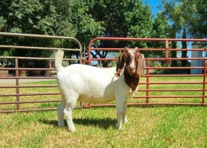 1X BOER GOAT FLOCK DOE LJ DU RAAN & SEUNS