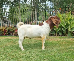 1X BOER GOAT FLOCK BUCK LJ DU RAAN & SEUNS