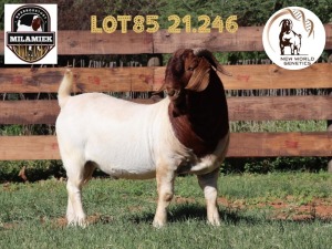 1X BOER GOAT STUD BUCK MILAMIEK BOERBOKSTOET