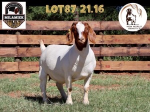 1X BOER GOAT FLOCK ON COLOUR DOE MILAMIEK BOERBOKSTOET