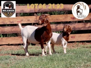 1+1X BOER GOAT FLOCK ON COLOUR DOE MILAMIEK BOERBOKSTOET