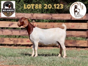 1X BOER GOAT STUD DOE MILAMIEK BOERBOKSTOET