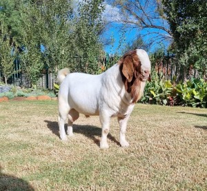 1X BOER GOAT FLOCK BUCK LJ DU RAAN & SEUNS