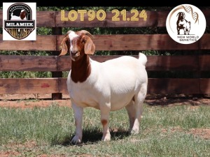 1X BOER GOAT STUD DOE MILAMIEK BOERBOKSTOET