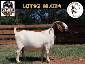 1X BOER GOAT FLOCK DOE MILAMIEK BOERBOKSTOET