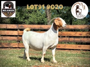 1X BOER GOAT STUD DOE MILAMIEK BOERBOKSTOET