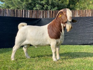 1X BOER GOAT FLOCK BUCK KARSTEN BOERDERY