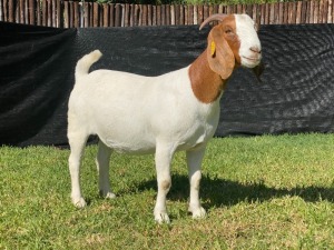 1X BOER GOAT STUD DOE KARSTEN BOERDERY