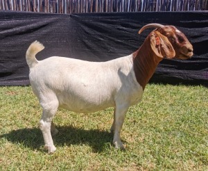 1X BOER GOAT FLOCK DOE KARSTEN BOERDERY