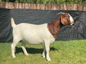 1X BOER GOAT STUD DOE KARSTEN BOERDERY