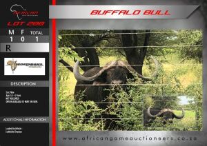 Buffalo Bull