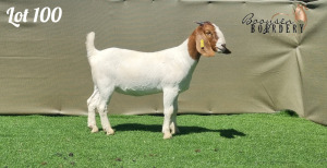 1X BOER GOAT FLOCK DOE BOOYSEN BOERDERY