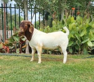 1X BOER GOAT FLOCK BUCK LJ DU RAAN & SEUNS