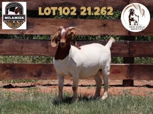 1X BOER GOAT FLOCK DOE MILAMIEK BOERBOKSTOET