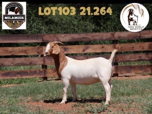 1X BOER GOAT STUD DOE MILAMIEK BOERBOKSTOET