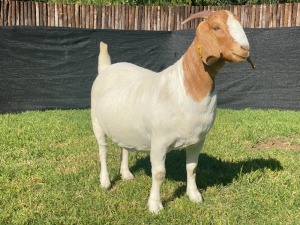 1X BOER GOAT FLOCK DOE KARSTEN BOERDERY