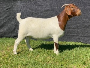 1X BOER GOAT FLOCK ON COLOUR DOE KARSTEN BOERDERY