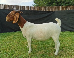 1X BOER GOAT PREGNANT STUD DOE KARSTEN BOERDERY