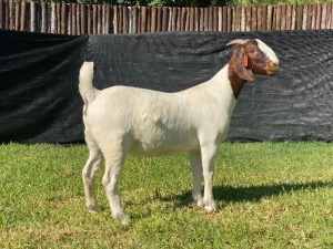 1X BOER GOAT PREGNANT STUD DOE KARSTEN BOERDERY