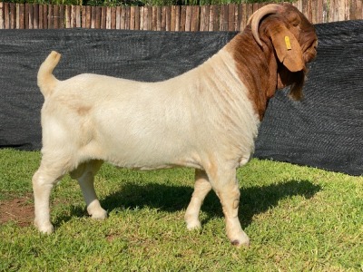 1X BOER GOAT FLOCK BUCK KARSTEN BOERDERY