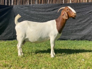 1X BOER GOAT STUD DOE KARSTEN BOERDERY