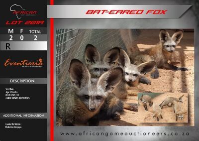 Bat-Eared Fox