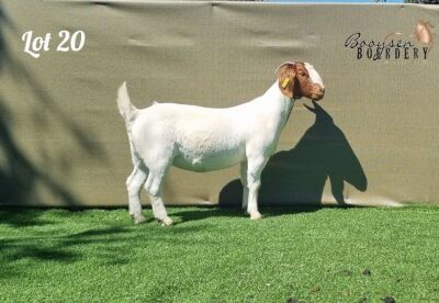 1X BOER GOAT STUD DOE BOOYSEN BOERDERY