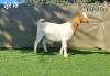 1X BOER GOAT FLOCK ON COLOUR DOE BOOYSEN BOERDERY