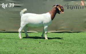 1X BOER GOAT STUD DOE BOOYSEN BOERDERY