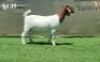 1X BOER GOAT STUD DOE BOOYSEN BOERDERY