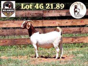 1X BOER GOAT STUD DOE MILAMIEK BOERBOKSTOET