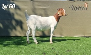 1X BOER GOAT FLOCK DOE BOOYSEN BOERDERY