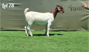 1X BOER GOAT FLOCK DOE BOOYSEN BOERDERY