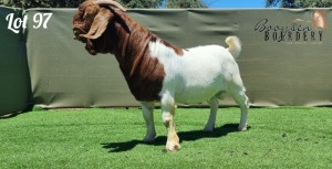 1X BOER GOAT FLOCK BUCK BOOYSEN BOERDERY