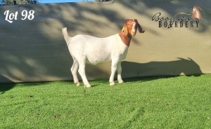 1X BOER GOAT FLOCK DOE BOOYSEN BOERDERY