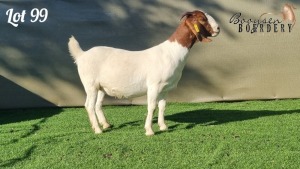 1X BOER GOAT FLOCK DOE BOOYSEN BOERDERY