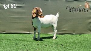 1X BOER GOAT FLOCK ON COLOUR DOE BOOYSEN BOERDERY