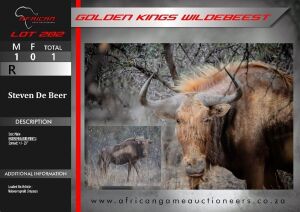 Golden Kings Wildebeest