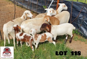 3X EWE KLUYTS LIVESTOCK FARMING (Pay per piece to take the lot)