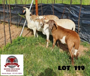 1+1X EWE KLUYTS LIVESTOCK FARMING 