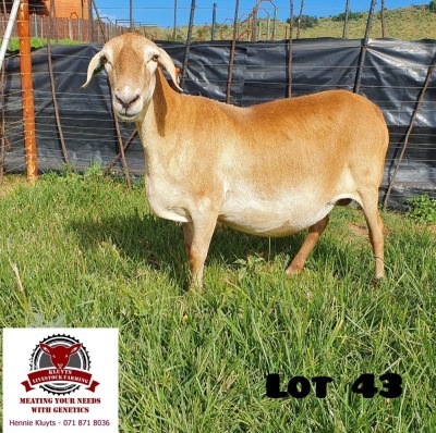 1X EWE KLUYTS LIVESTOCK FARMING