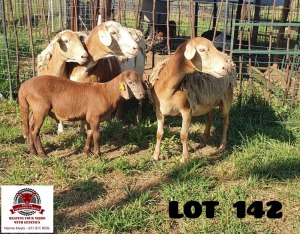 3+1X EWE KLUYTS LIVESTOCK FARMING (Pay per piece to take the lot)