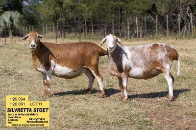 2X EWE SILVRETTA MEATMASTERS (Pay per piece to take the lot)