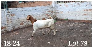 1X BOERBOK OOI/EWE CR Botha Boerbokstoet - KUDDE