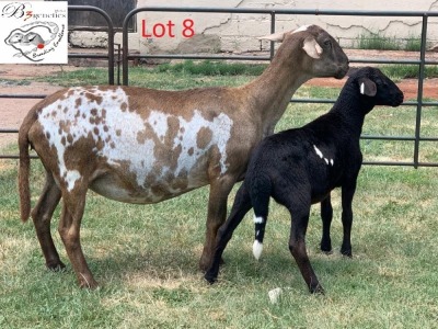 1+1X EWE B3GENETICS PTY LTD